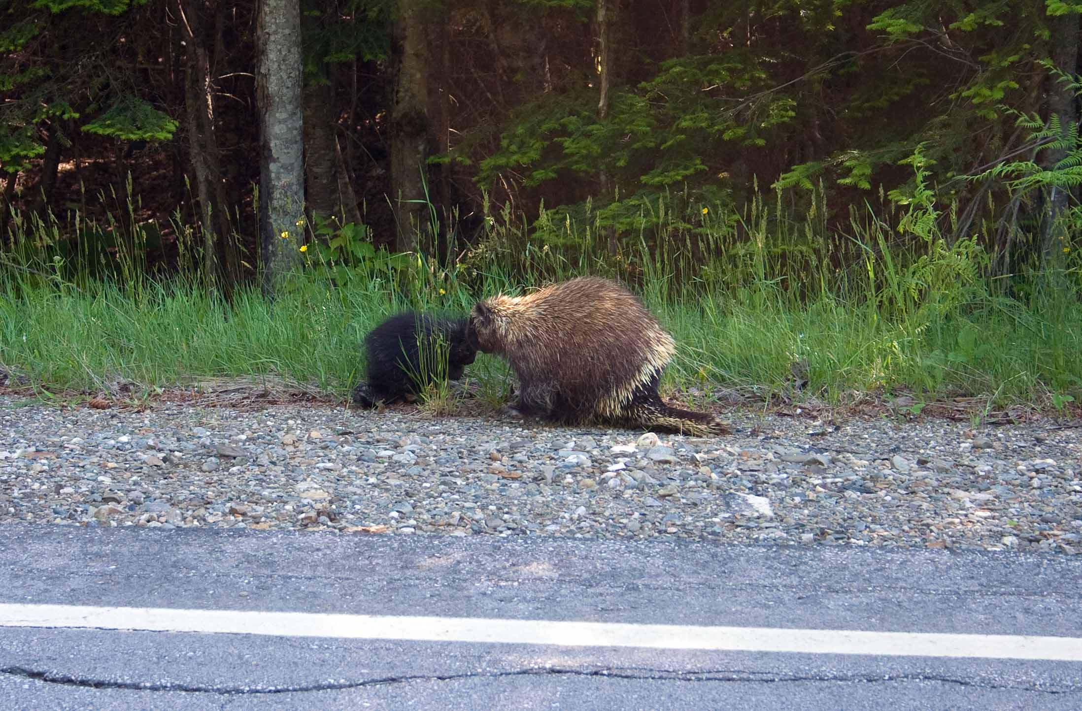 Porcupine